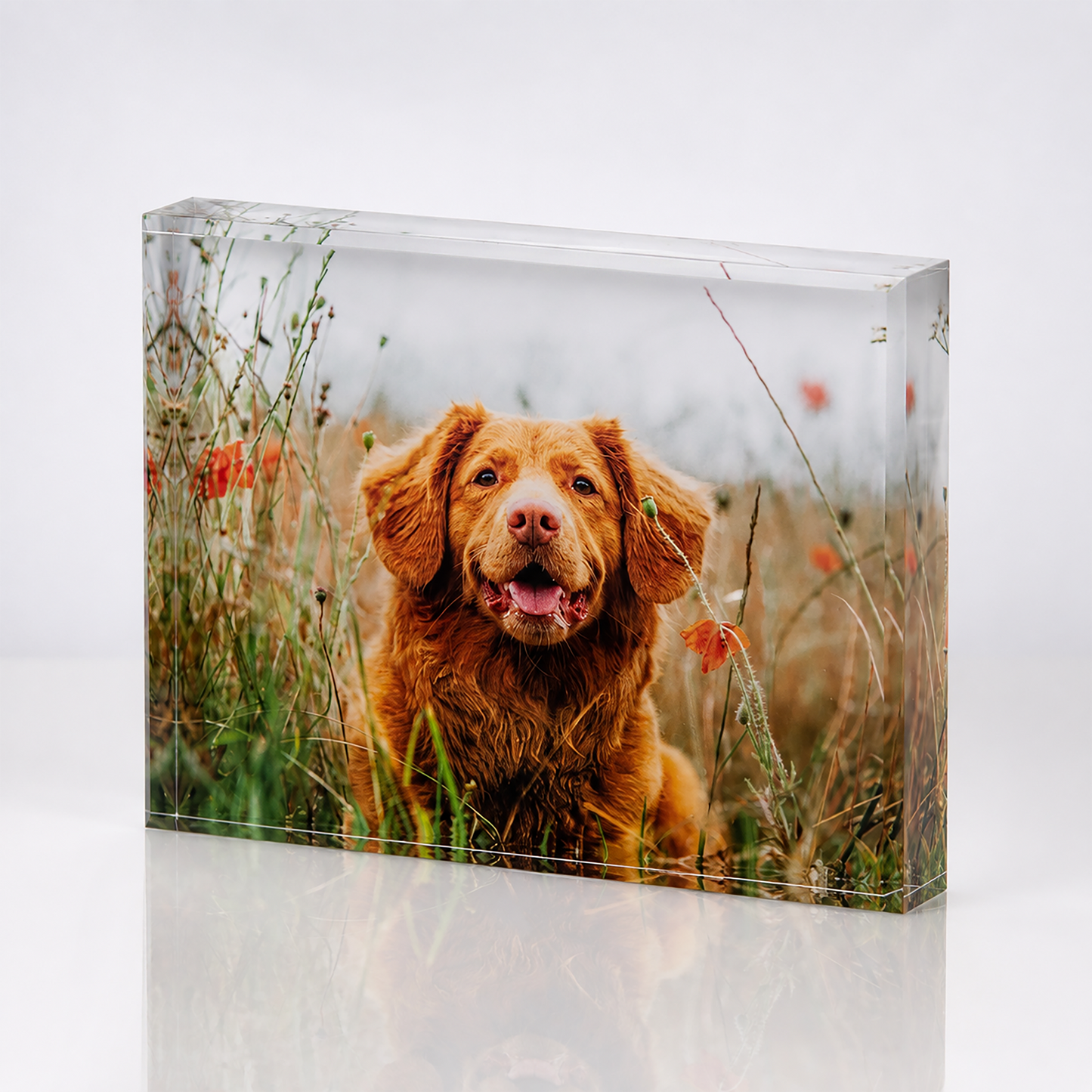 A favourite pet photo in the Photo Memory Block